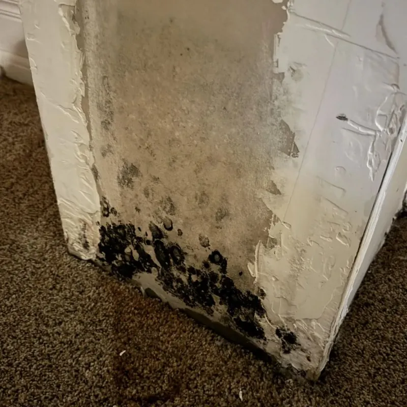 Professional Mold Removal in Fayette County, PA